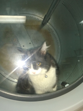 Cat in Washing Machine